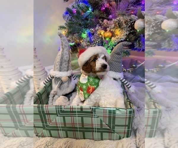 Medium Photo #5 Goldendoodle mix (+ Poodle Miniature) Puppy For Sale in BRONX, NY, USA