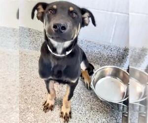 German Shepherd Dog-Unknown Mix Dogs for adoption in Houston, TX, USA