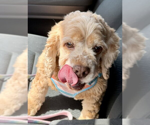 Medium Photo #2 Cocker Spaniel Puppy For Sale in St. Louis Park, MN, USA