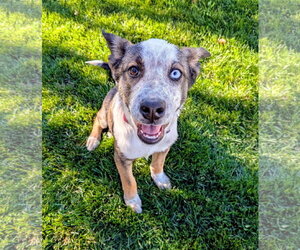 Adley Rae - Female Mutt Dog for Adoption - Photo #2
