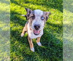 Small Photo #2 Mutt Puppy For Sale in Sandy, UT, USA