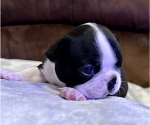 Boston Terrier Puppy for sale in WASHBURN, MO, USA