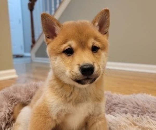 Medium Photo #9 Shiba Inu Puppy For Sale in CARPENTERSVILLE, IL, USA