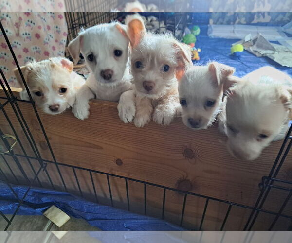 Medium Photo #3 Mutt Puppy For Sale in Grafton, WI, USA