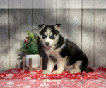 Puppy Gorby Siberian Husky