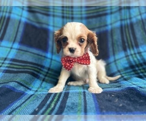 Cavalier King Charles Spaniel Puppy for sale in LAKELAND, FL, USA