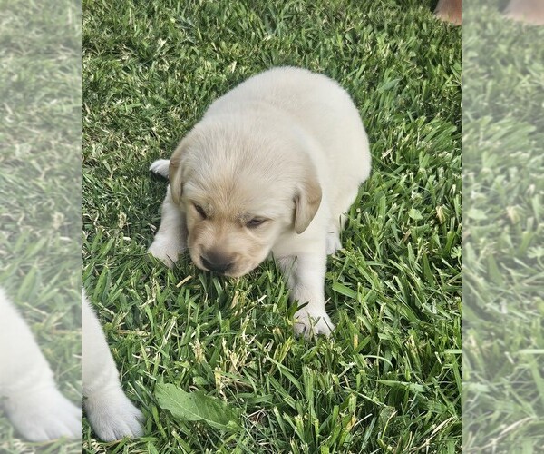 Medium Photo #4 Labrador Retriever Puppy For Sale in CEDAREDGE, CO, USA