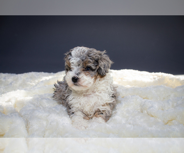 Medium Photo #2 Aussiedoodle Puppy For Sale in PORTAGE, MI, USA