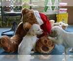 Small Photo #13 Golden Retriever Puppy For Sale in SCHNECKSVILLE, PA, USA