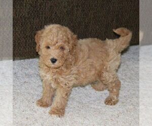 Goldendoodle-Poodle (Miniature) Mix Puppy for sale in STANLEY, WI, USA