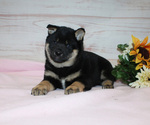Small Photo #6 Shiba Inu Puppy For Sale in CANTON, SD, USA