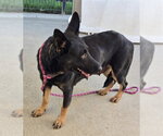 *KENDALL - Female German Shepherd Dog Dog for Adoption - Small photo