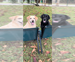 Small #1 Labrador Retriever