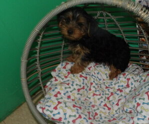 Medium Yorkshire Terrier