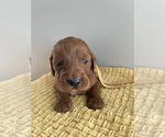 Small #2 Goldendoodle