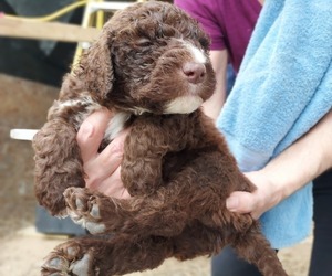 Labradoodle Litter for sale in KALKASKA, MI, USA