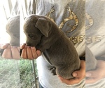 Small Photo #6 Great Dane Puppy For Sale in DEVINE, TX, USA