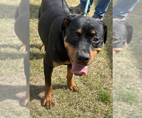 Medium Photo #2 Rottweiler Puppy For Sale in Glen Allen, VA, USA