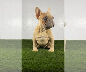 French Bulldog Puppy for sale in LUCAS, TX, USA