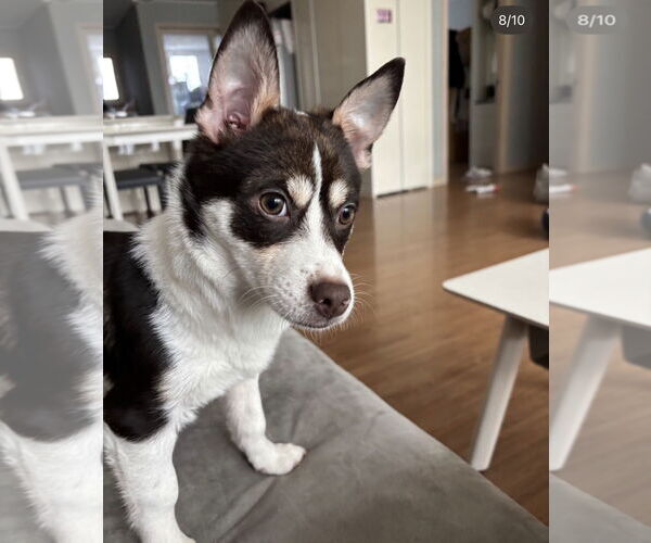 Medium Photo #2 Basenji-Pomeranian Mix Puppy For Sale in Agoura Hills, CA, USA
