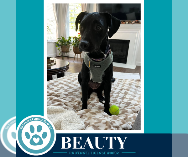 Medium Photo #1 Labrador Retriever-Unknown Mix Puppy For Sale in Kimberton, PA, USA