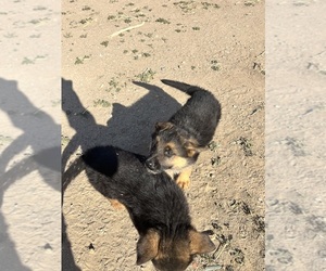 German Shepherd Dog Puppy for sale in HESPERIA, CA, USA