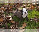 Puppy 2 Boston Terrier-English Bulldog Mix