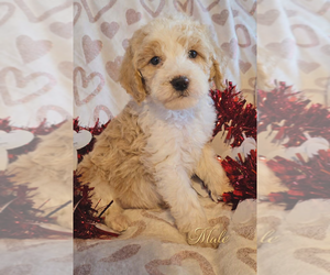Goldendoodle mix (+ Poodle Miniature) Puppy for sale in MILLVILLE, MN, USA