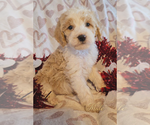 Small Goldendoodle mix (+ Poodle Miniature)