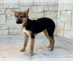 Small #6 Australian Shepherd-German Shepherd Dog Mix