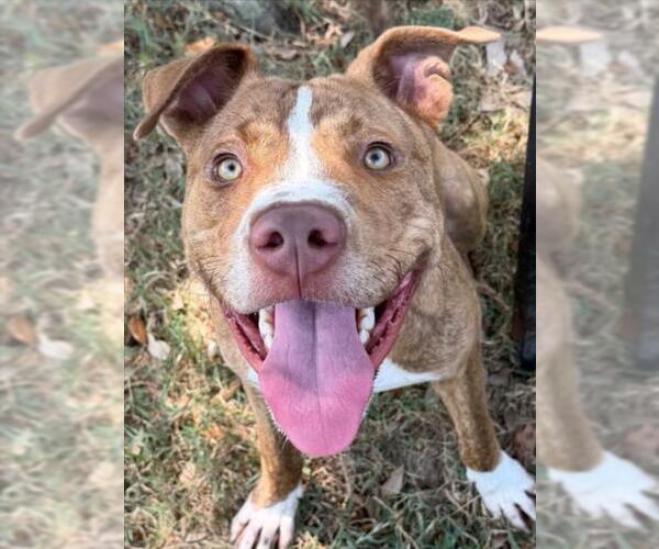 Medium Photo #3 Staffordshire Bull Terrier-Unknown Mix Puppy For Sale in Texas City, TX, USA