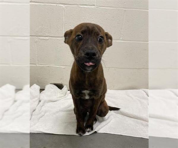 Medium Photo #2 Labrador Retriever-Unknown Mix Puppy For Sale in Rosenberg, TX, USA