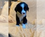 Small Photo #9 Australian Shepherd Puppy For Sale in HENDERSON, NC, USA