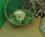 Small Photo #7 Maltese Puppy For Sale in PATERSON, NJ, USA