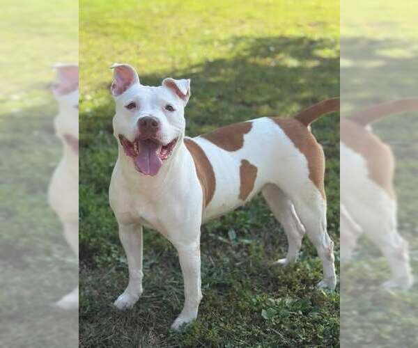 Medium Photo #2 Mutt Puppy For Sale in Martinsburg, WV, USA