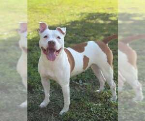 Robin - Female Mutt Dog for Adoption - Photo #2