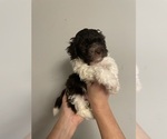 Small Photo #17 Havanese Puppy For Sale in ATHENS, GA, USA