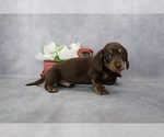 Small Photo #2 Dachshund Puppy For Sale in BRADFORD, TN, USA