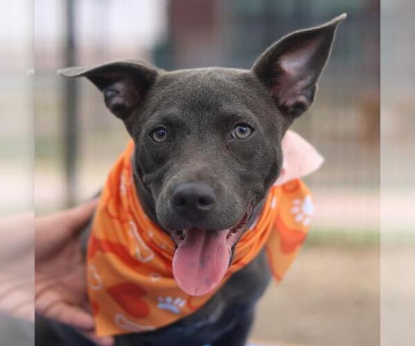 Medium Photo #1 American Staffordshire Terrier-Unknown Mix Puppy For Sale in San Antonio, TX, USA