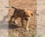 Small Photo #13 Labrottie Puppy For Sale in Brewster, NY, USA