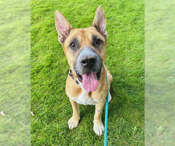 Medium Photo #2 German Shepherd Dog-Unknown Mix Puppy For Sale in Sacramento, CA, USA