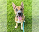 Small #1 German Shepherd Dog Mix