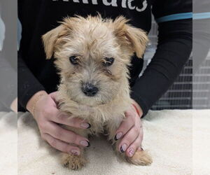 Cairn Terrier-Unknown Mix Dogs for adoption in Chico, CA, USA