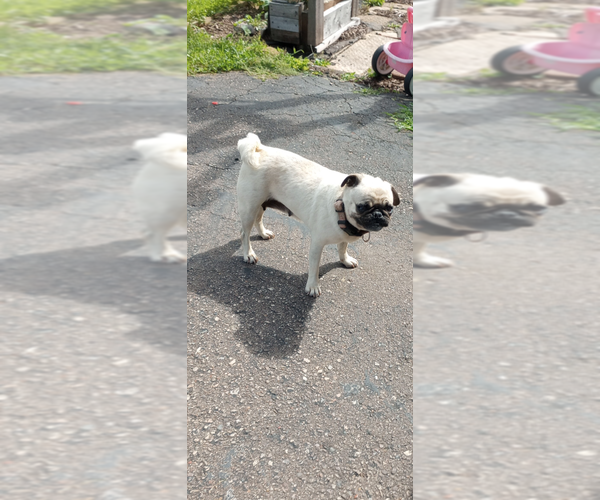 Medium Photo #1 Pug Puppy For Sale in SAINT PAUL, MN, USA
