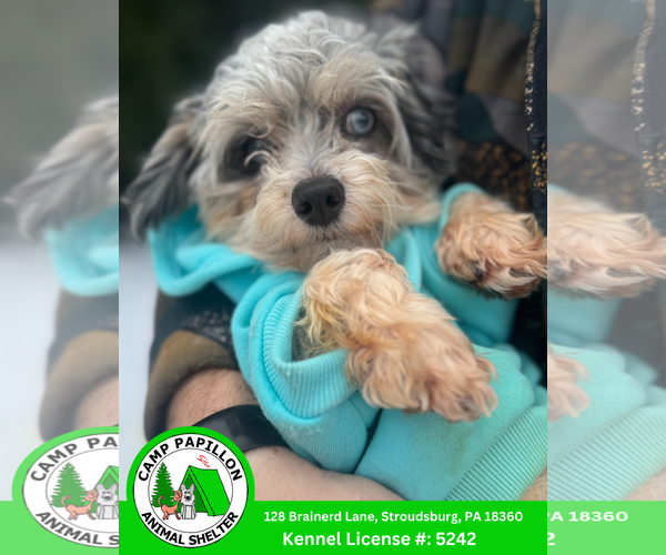 Medium Photo #1 Maltese-Unknown Mix Puppy For Sale in Stroudsburg, PA, USA