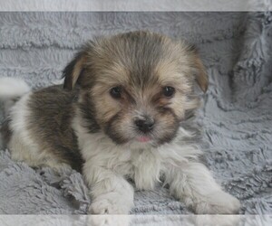 Havanese Puppy for sale in WILSON, NY, USA