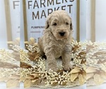Small Photo #1 Goldendoodle Puppy For Sale in MARYVILLE, MO, USA