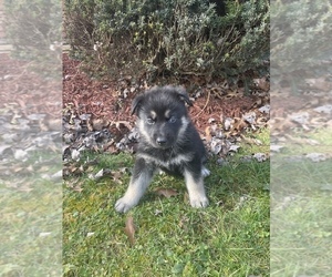 German Shepherd Dog-Siberian Husky Mix Puppy for sale in NORTH CANTON, OH, USA