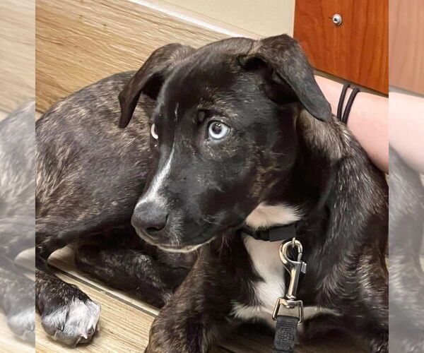 Medium Photo #6 Catahoula Leopard Dog-Whippet Mix Puppy For Sale in Valrico, FL, USA