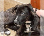 Small #5 Catahoula Leopard Dog-Whippet Mix